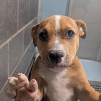 Greer -  Boxer Dog for Adoption in Des Moines, Iowa - Greer | PetCurious