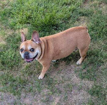 Zane -  French Bulldog Dog for Adoption in Logan, Utah - Zane | PetCurious