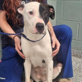 American Staffordshire Terrier Dogs Available for Adoption in Greenville, South Carolina - Karen | PetCurious