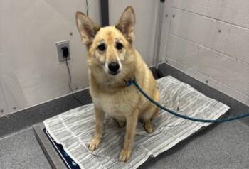 Mila -  Shepherd and Mixed Breed Dog for Adoption in Sevierville, Tennessee - Mila | PetCurious