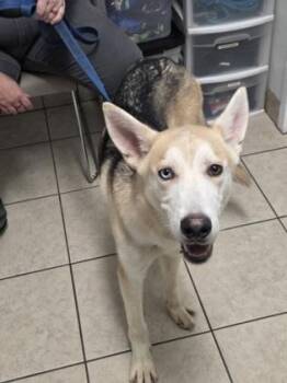 Ash -  German Shepherd Dog Dog for Adoption in Parma, Ohio - Ash | PetCurious