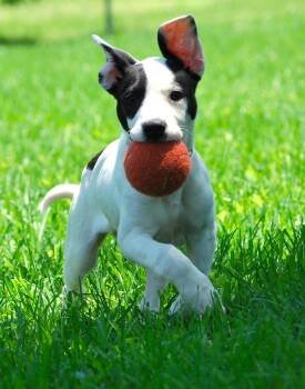 Shelton -  Terrier Dog Available for Adoption in Manchester, Tennessee - Shelton | PetCurious