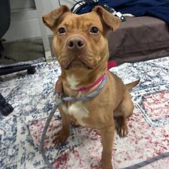 Kanga -  Labrador Retriever and Mixed Breed Dog for Adoption in Springboro, Ohio - Kanga | PetCurious
