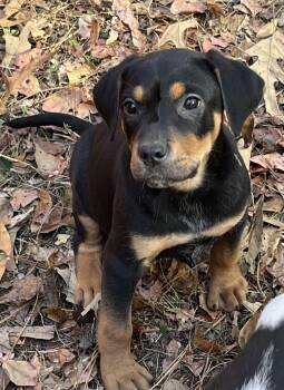 Rescue Labrador Retriever and Australian Cattle Dog Blue Heeler Dogs for Adoption in York, South Carolina - Ashe | PetCurious