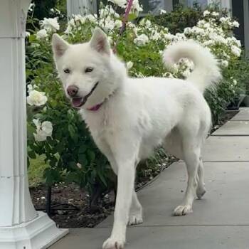 Husky and Siberian Husky Dogs Available for Adoption in Los Angeles, California - Delilah The Beauty | PetCurious