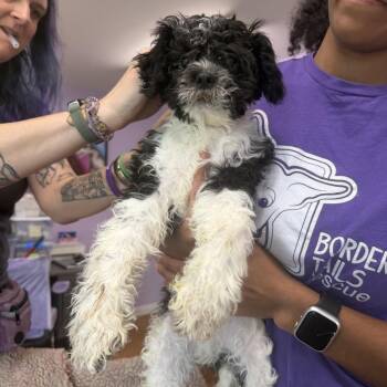 Robidas -  Shih Tzu Dog for Adoption in Northbrook, Illinois - Robidas | PetCurious