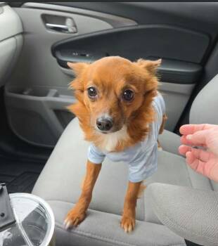 Lorax in TX -  Chihuahua Dog for Adoption in Cranston, Rhode Island - Lorax In TX | PetCurious