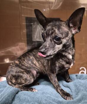 Pen 216c -  Chihuahua Dog for Adoption in Lawrenceville, Georgia - Pen 216c | PetCurious
