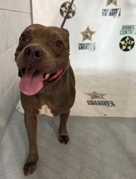 MAY -  American Bulldog and Mixed Breed Dog for Adoption in Winter Haven, Florida - MAY | PetCurious