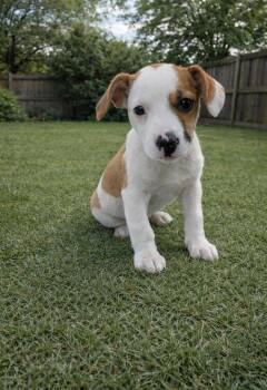 Beagle Dogs Available for Adoption in Evergreen, Colorado - Clutch | PetCurious