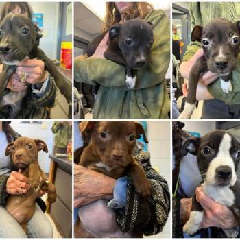 Mixed Breed Dogs Available for Adoption - Lilac | PetCurious