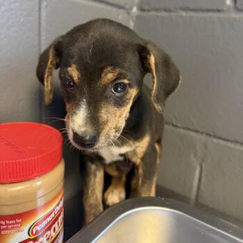 Labrador Retriever and Hound Dogs Available for Adoption in Tuscaloosa, Alabama - TUSC-Stray-84256_2_3_4 | PetCurious