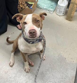 Coral -  Pit Bull Terrier Dog Available for Adoption in Camden, Tennessee - Coral | PetCurious