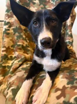 Border Collie and German Shepherd Dog Dogs Available for Adoption in Watertown, Connecticut - Shadow | PetCurious