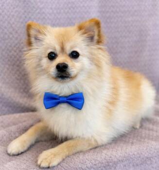 Pomeranian Dogs Available for Adoption in Lodi, California - Jackson | PetCurious