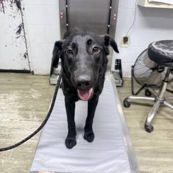 Daisy -  Mixed Breed Dog for Adoption in Summerville, South Carolina - Daisy | PetCurious