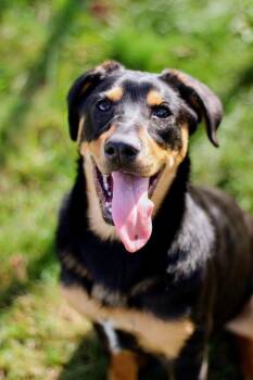 Paxton -  Shepherd and Rottweiler Dog for Adoption in Coldwater, Michigan - Paxton | PetCurious
