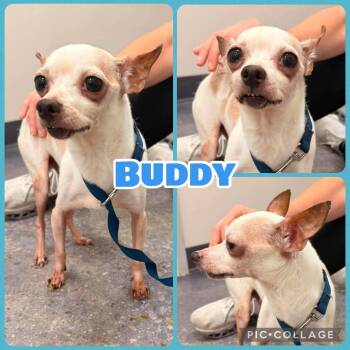 Buddy -  Chihuahua Dog for Adoption in Ringwood, New Jersey - Buddy | PetCurious