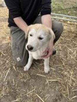 Great Pyrenees and Maremma Sheepdog Dogs Available for Adoption - Clara | PetCurious