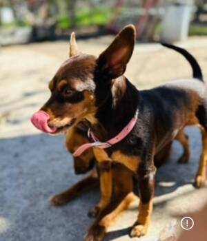 Sophie -  Chihuahua Dog for Adoption in San Antonio, Texas - Sophie | PetCurious