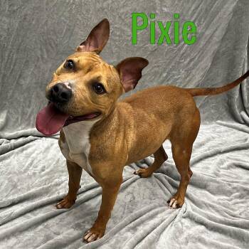 Pixie -  Mixed Breed Dog for Adoption in Pleasantville, New Jersey - Pixie | PetCurious