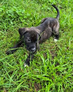 Elsa -  Anatolian Shepherd Dog for Adoption in Sanford, Florida - Elsa | PetCurious