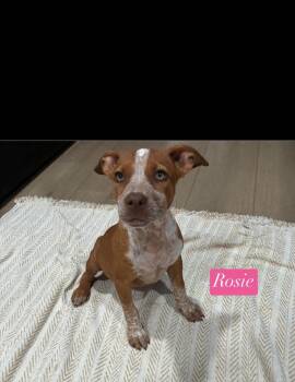 Rosie -  Pit Bull Terrier Dog for Adoption in Seaside Heights, New Jersey - Rosie | PetCurious