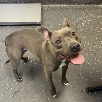 Mixed Breed Dogs Available for Adoption in Columbiana, Alabama - Princess | PetCurious