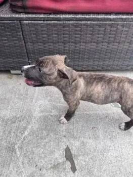 Clink -  Mixed Breed Dog for Adoption in Wyoming, Michigan - Clink | PetCurious