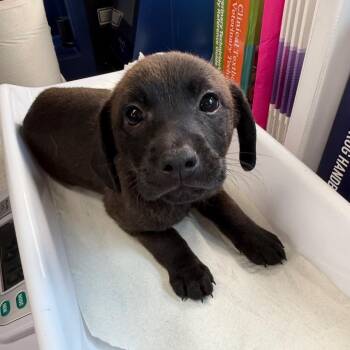 Reusable Water Bottle -  Labrador Retriever Dog for Adoption in Morganton, North Carolina - Reusable Water Bottle | PetCurious