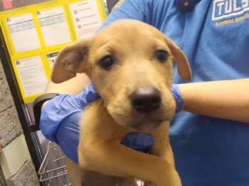 MAPLE -  Pit Bull Terrier and Mixed Breed Dog for Adoption in Tulsa, Oklahoma - MAPLE | PetCurious