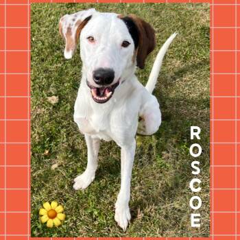 Rescue Pointer and Hound Dogs for Adoption in Mokena, Illinois - Roscoe | PetCurious