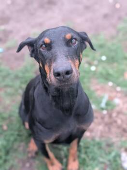 Doberman Pinscher Dogs Available for Adoption - Queen Jolene | PetCurious