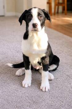 Catahoula Leopard Dog Dogs Available for Adoption - Mahan | PetCurious