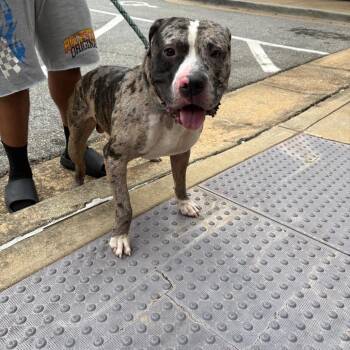 07/16/2026-Stray-LakepointeCourt -  Mixed Breed Dog for Adoption in Columbus, Georgia - 07/16/2026-Stray-LakepointeCourt | PetCurious