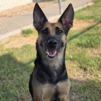 Honey -  Shepherd and Mixed Breed Dog for Adoption in Enid, Oklahoma - Honey | PetCurious