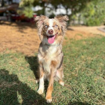 Rescue Australian Shepherd Dogs for Adoption in Ada, Minnesota - Kinzie | PetCurious