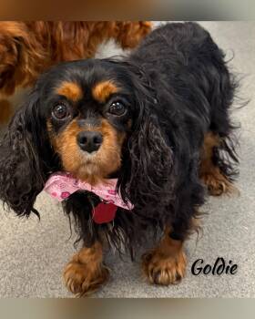 Cavalier King Charles Spaniel Dogs Available for Adoption - Goldie | PetCurious