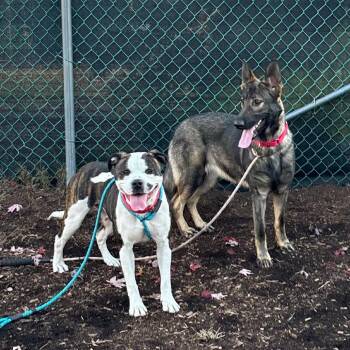 Pit Bull Terrier Dogs Available for Adoption in Newark, New Jersey - Latifa (In Foster) | PetCurious