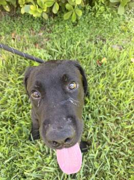 Romeo -  Black Labrador Retriever Dog for Adoption in North Miami Beach, Florida - Romeo | PetCurious