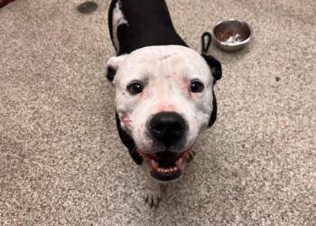 CARLOS -  Pit Bull Terrier and Mixed Breed Dog for Adoption in Colorado Springs, Colorado - CARLOS | PetCurious