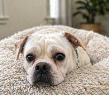 Pekingese Dogs Available for Adoption - Lapis | PetCurious