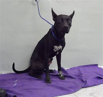 Rescue Labrador Retriever and Mixed Breed Dogs for Adoption in Houston, Texas - TAYLOR | PetCurious