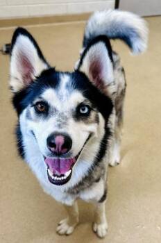 Siberian Husky Dogs Available for Adoption in Derwood, Maryland - ROCKY | PetCurious