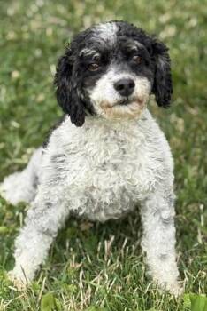 Cher -  Poodle Dog for Adoption in Malvern, Pennsylvania - Cher | PetCurious