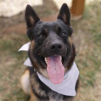 ANAKIN -  German Shepherd Dog Dog for Adoption in San Antonio, Texas - ANAKIN | PetCurious
