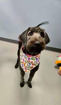 Clove -  Standard Poodle Dog for Adoption in Zanesville, Ohio - Clove | PetCurious