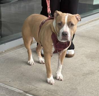 Hera -  Mixed Breed and Pit Bull Terrier Dog for Adoption - Hera | PetCurious