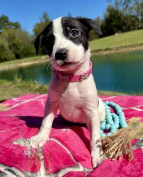 Little Bird -  Pointer and Jack Russell Terrier Dog for Adoption in Pittsboro, North Carolina - Little Bird | PetCurious