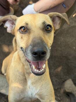 Gomita -  Labrador Retriever and Black Mouth Cur Dog for Adoption in Ramona, California - Gomita | PetCurious